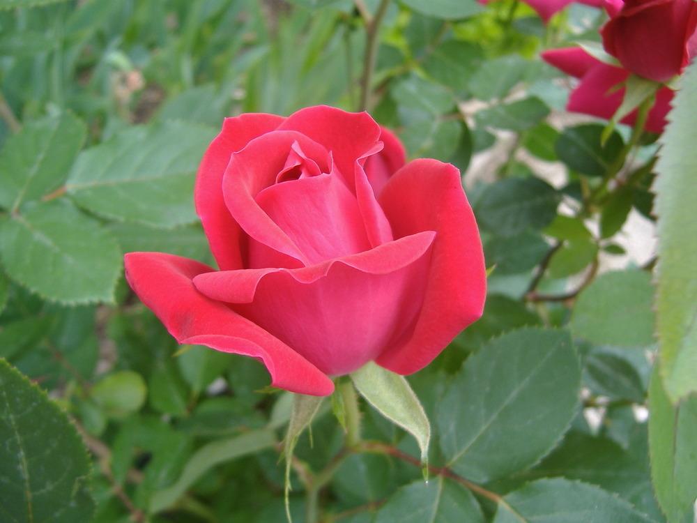Photo of Rose (Rosa 'Double Knock Out') uploaded by tveguy3