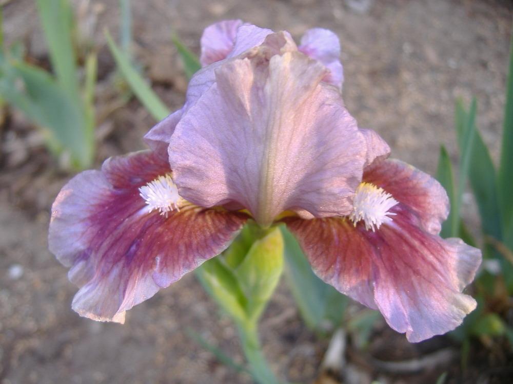 Photo of Standard Dwarf Bearded Iris (Iris 'Alamo Joe') uploaded by tveguy3