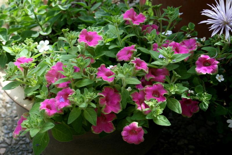 Photo of Milliflora Spreading/Trailing Petunia (Petunia Supertunia® Picasso in Pink™) uploaded by Calif_Sue