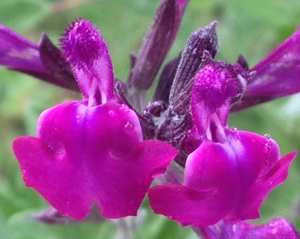 Photo of Sage (Salvia 'Ultra Violet') uploaded by HamiltonSquare