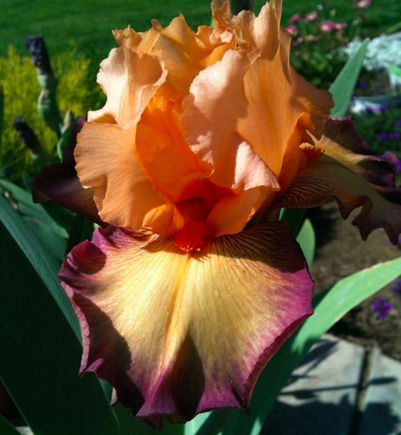 Photo of Tall Bearded Iris (Iris 'Marching Band') uploaded by Moiris