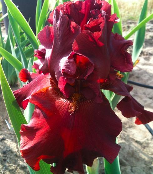 Photo of Tall Bearded Iris (Iris 'Dynamite') uploaded by Moiris