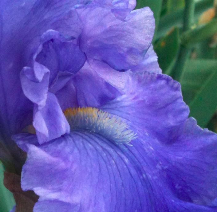 Photo of Tall Bearded Iris (Iris 'Breakers') uploaded by Moiris