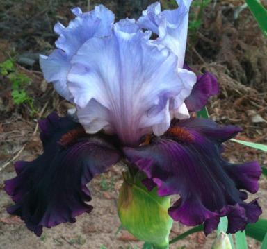 Photo of Tall Bearded Iris (Iris 'Evening Drama') uploaded by Moiris