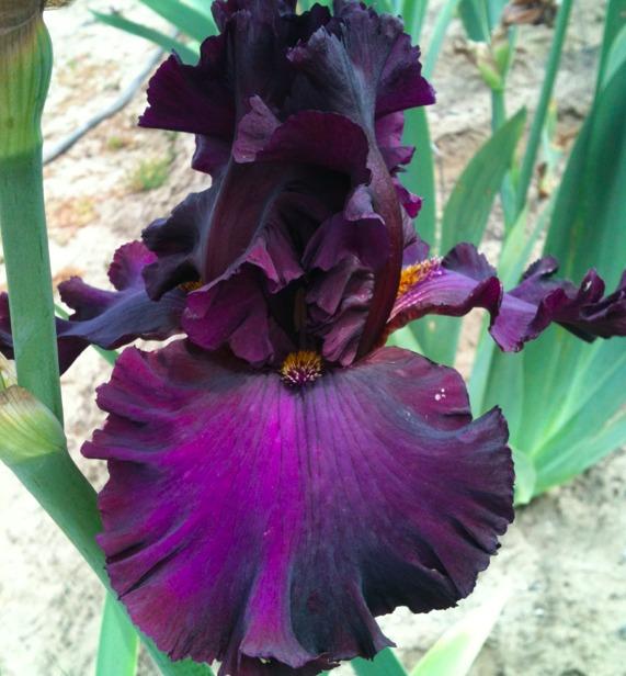 Photo of Tall Bearded Iris (Iris 'Wonderful News') uploaded by Moiris