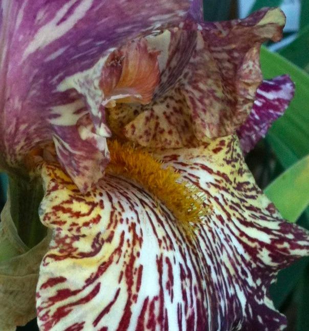 Photo of Tall Bearded Iris (Iris 'Bewilderbeast') uploaded by Moiris