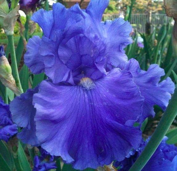Photo of Tall Bearded Iris (Iris 'Breakers') uploaded by Moiris