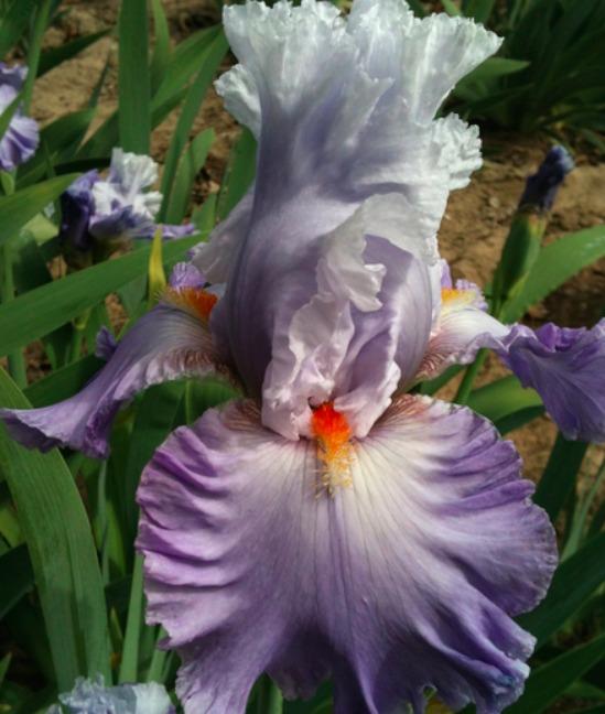 Photo of Tall Bearded Iris (Iris 'Babylon Queen') uploaded by Moiris