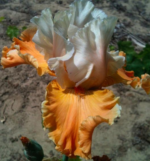 Photo of Tall Bearded Iris (Iris 'Pumpkin Cheesecake') uploaded by Moiris