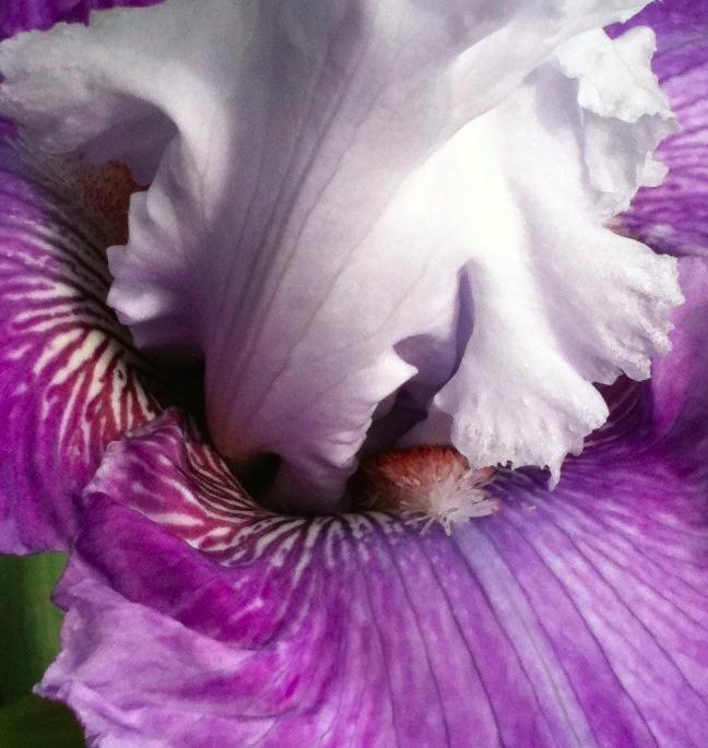 Photo of Tall Bearded Iris (Iris 'Endless Waltz') uploaded by Moiris