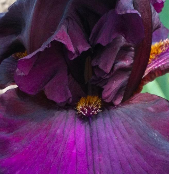 Photo of Tall Bearded Iris (Iris 'Wonderful News') uploaded by Moiris