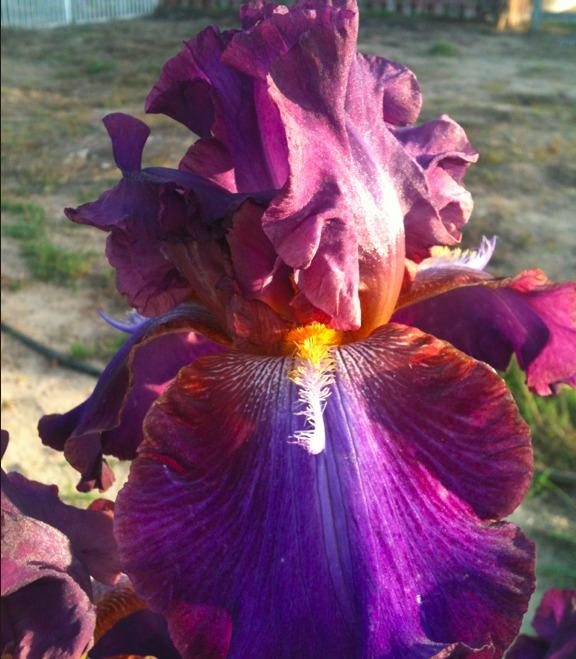Photo of Tall Bearded Iris (Iris 'Mescalero Chief') uploaded by Moiris