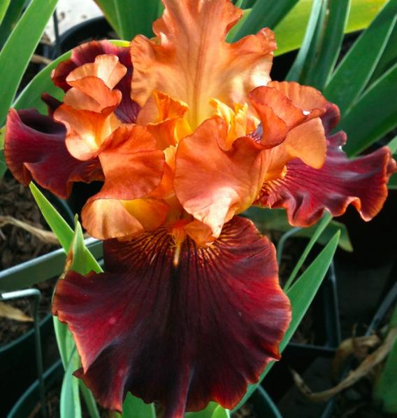 Photo of Tall Bearded Iris (Iris 'Solar Fire') uploaded by Moiris