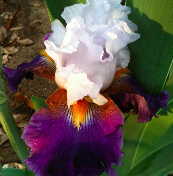 Photo of Tall Bearded Iris (Iris 'Drive My Car') uploaded by Moiris