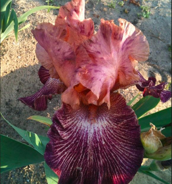 Photo of Tall Bearded Iris (Iris 'Artistic Web') uploaded by Moiris