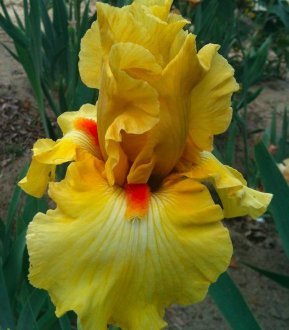 Photo of Tall Bearded Iris (Iris 'Miami Beach') uploaded by Moiris