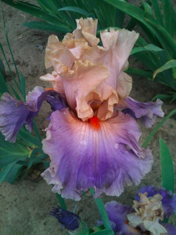 Photo of Tall Bearded Iris (Iris 'Discovered Treasure') uploaded by Moiris