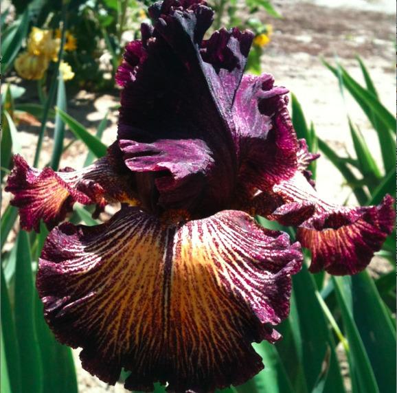 Photo of Tall Bearded Iris (Iris 'Drama Queen') uploaded by Moiris