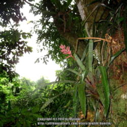 Location: Atlantic rainforest, Paraty, Brazil
Date: 2010-01-21