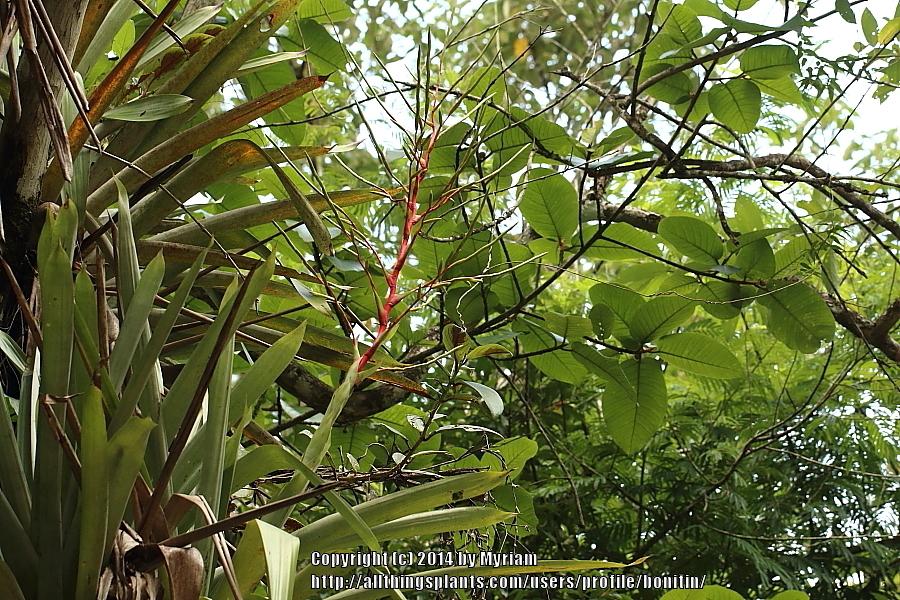 Photo of Bromeliad (Vriesea) uploaded by bonitin
