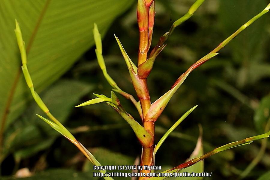 Photo of Bromeliad (Vriesea) uploaded by bonitin