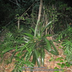 Location: Atlantic rainforest, Paraty, Brazil
Date: 2014-01-24