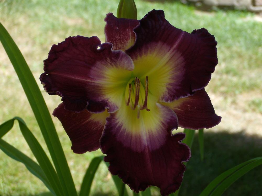 Photo of Daylily (Hemerocallis 'Ghosts and Goblins') uploaded by Betja