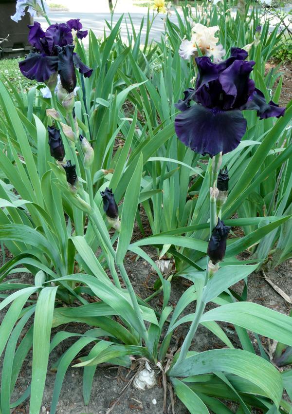 Photo of Tall Bearded Iris (Iris 'Coal Seams') uploaded by Lestv