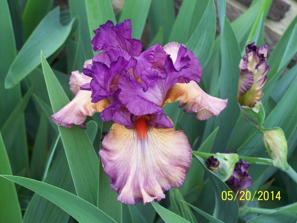 Photo of Tall Bearded Iris (Iris 'Long Time Gone') uploaded by Misawa77