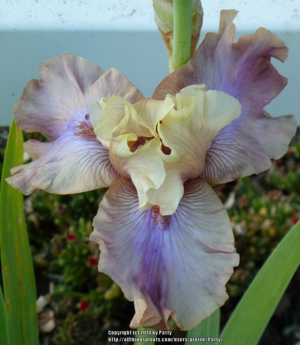 Photo of Tall Bearded Iris (Iris 'Show Your Colours') uploaded by Patty