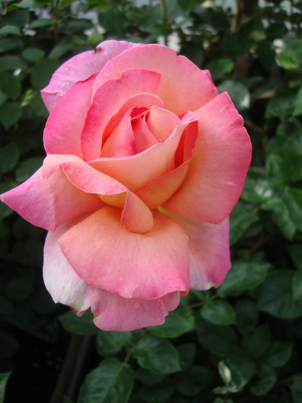 Photo of Rose (Rosa 'Chicago Peace') uploaded by Paul2032