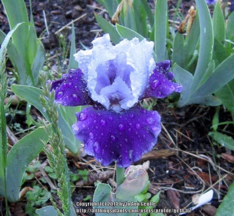 Photo of Intermediate Bearded Iris (Iris 'Mariposa Wizard') uploaded by ge1836
