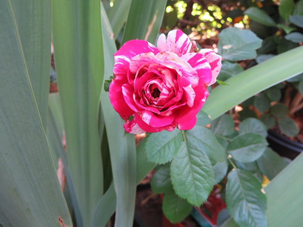 Photo of Rose (Rosa 'Scentimental') uploaded by lisam0313