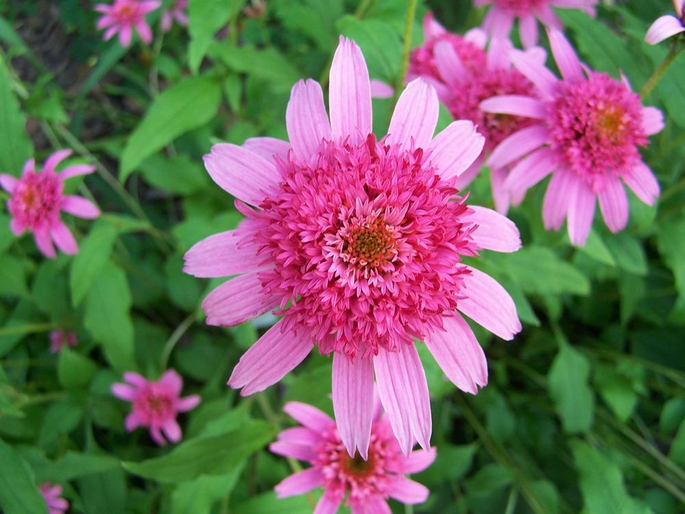 Photo of Coneflower (Echinacea 'Pink Double Delight') uploaded by petruske