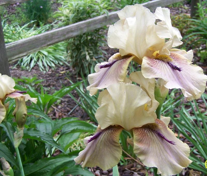Photo of Tall Bearded Iris (Iris 'Thornbird') uploaded by petruske