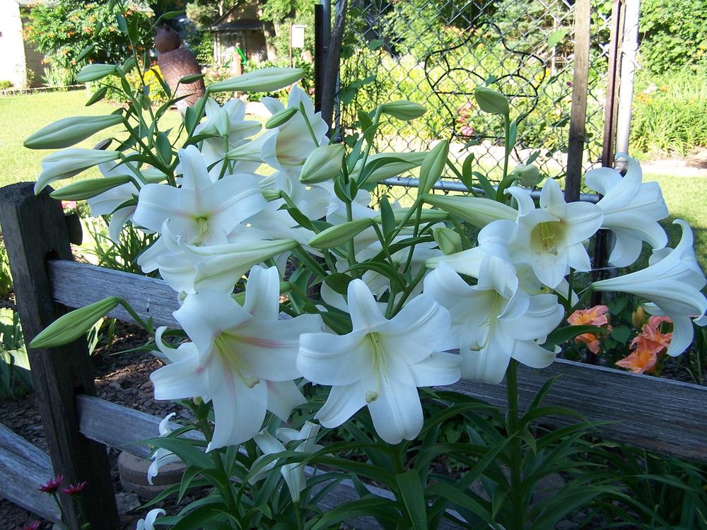 Photo of Lily (Lilium 'Long Island') uploaded by petruske
