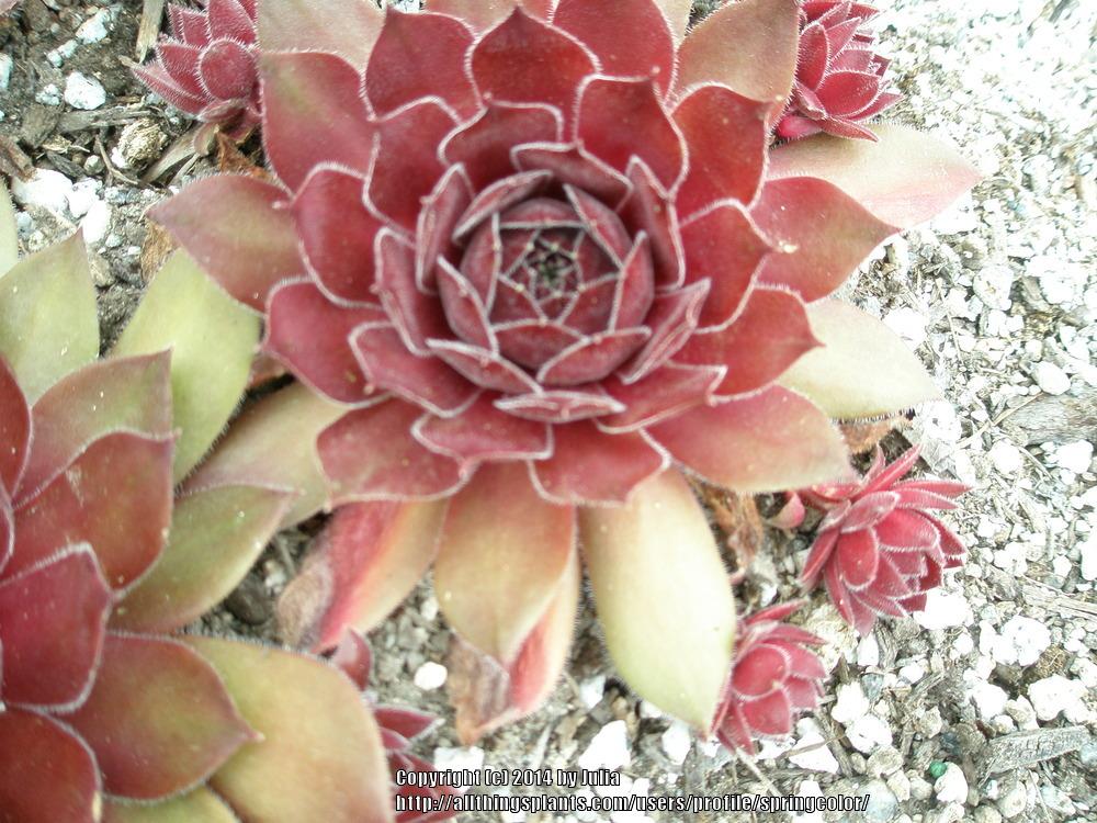 Photo of Hen and Chicks (Sempervivum 'Ohio Burgundy') uploaded by springcolor