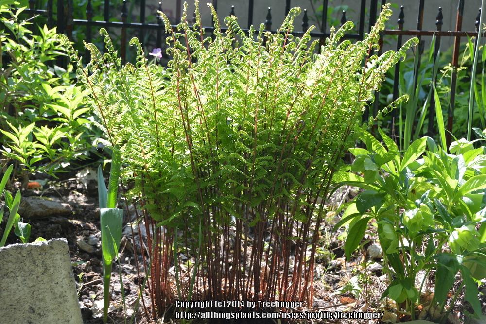 Photo of Red Lady Fern (Athyrium angustum 'Lady in Red') uploaded by treehugger