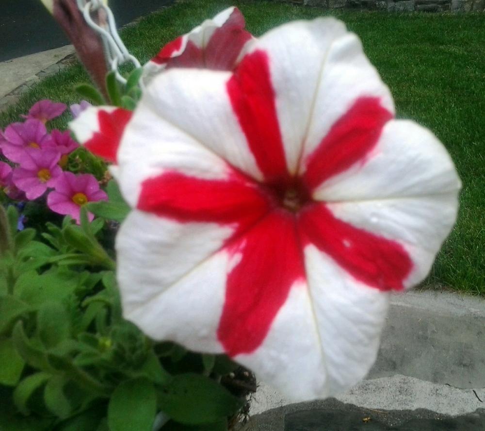 Photo of Petunias (Petunia) uploaded by vic
