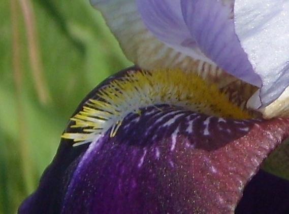 Photo of Tall Bearded Iris (Iris 'Helen Collingwood') uploaded by DaveinPA