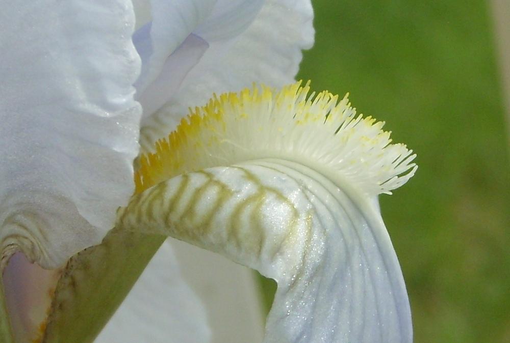 Photo of Species Iris (Iris x germanica 'Florentina') uploaded by DaveinPA