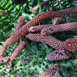 Location: California Capitol State Park, Sacramento, CA.
Date: 2014-05-21
These are the male cones that have fallen to collect in the lowes