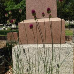 Location: Hamilton Square Perennial Garden, Historic City Cemetery, Sacramento CA.
Date: 2014-05-23