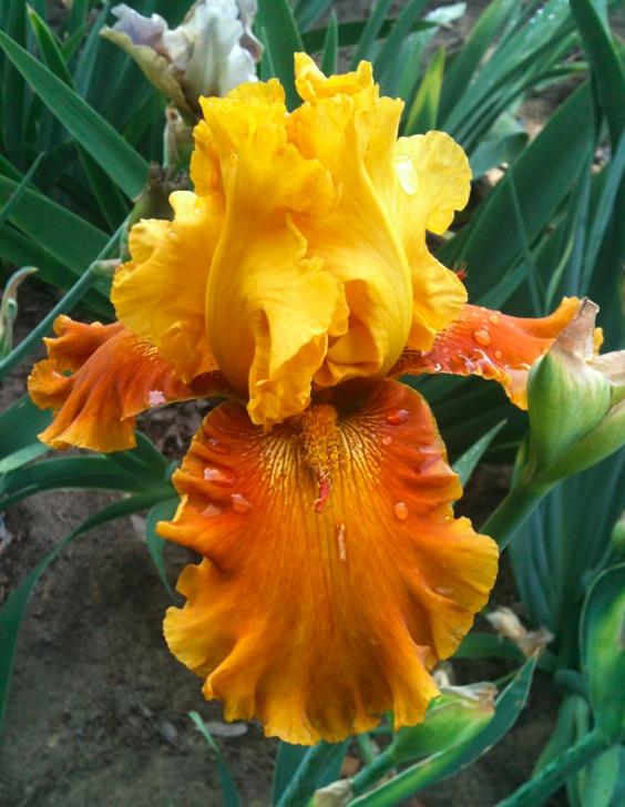 Photo of Tall Bearded Iris (Iris 'Blazing Beacon') uploaded by Moiris