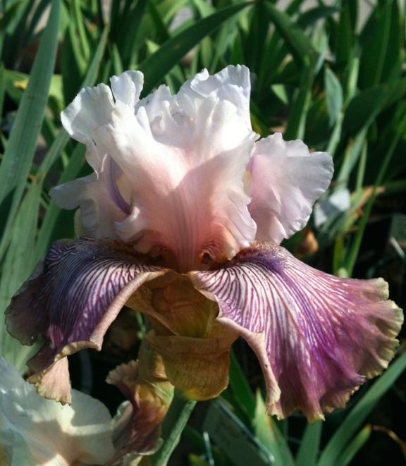 Photo of Tall Bearded Iris (Iris 'Crazy for You') uploaded by Moiris