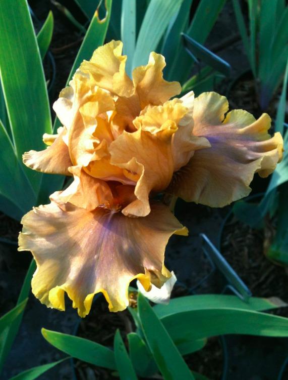 Photo of Tall Bearded Iris (Iris 'Bamboo Shadows') uploaded by Moiris