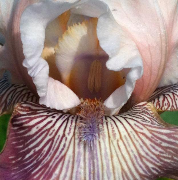Photo of Tall Bearded Iris (Iris 'Crazy for You') uploaded by Moiris