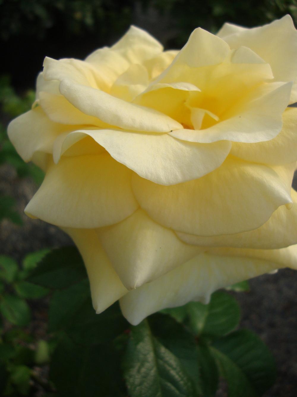 Photo of Rose (Rosa 'Sunshine Daydream') uploaded by Paul2032