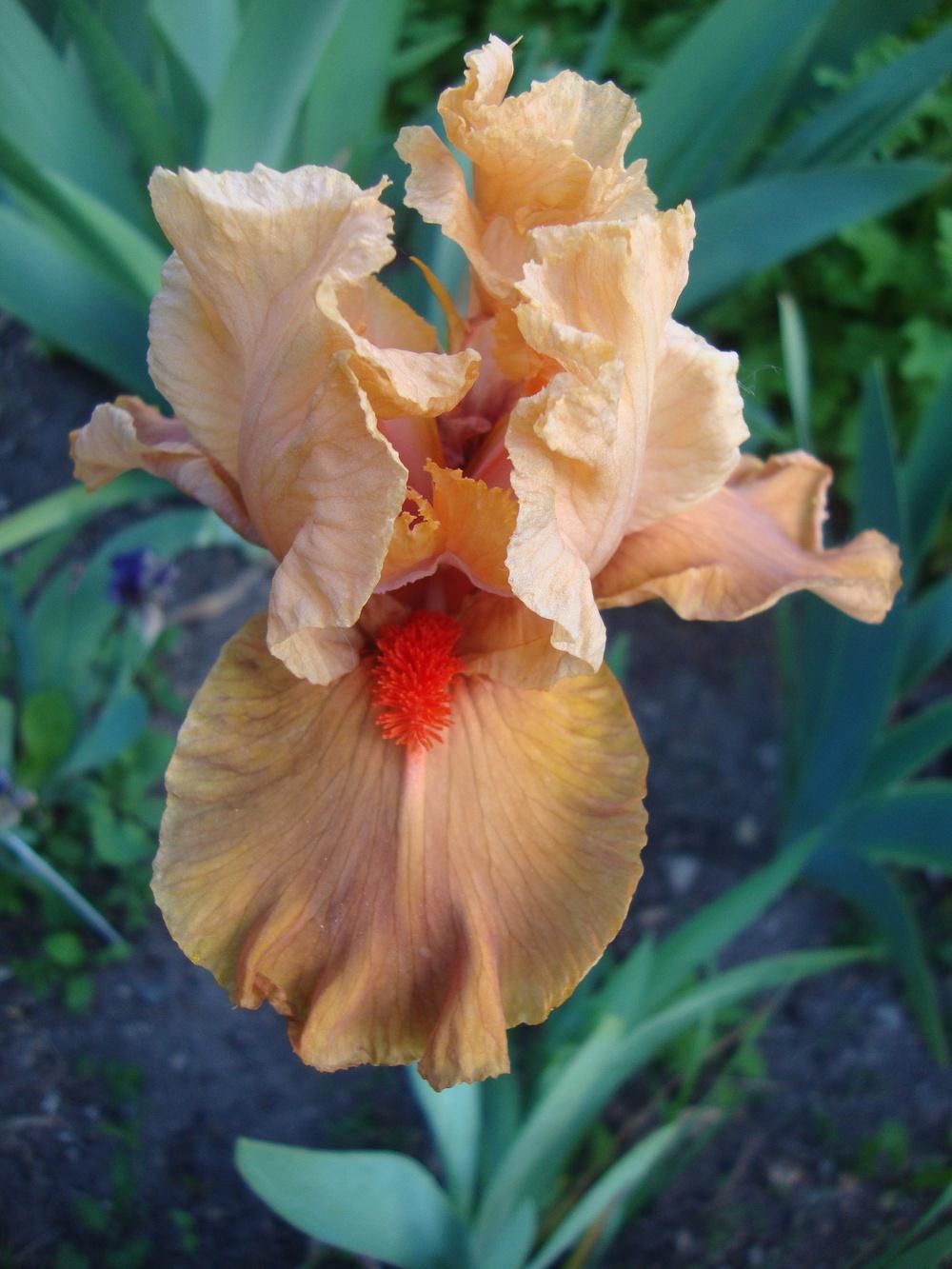 Photo of Intermediate Bearded Iris (Iris 'I'm on Fire') uploaded by Paul2032