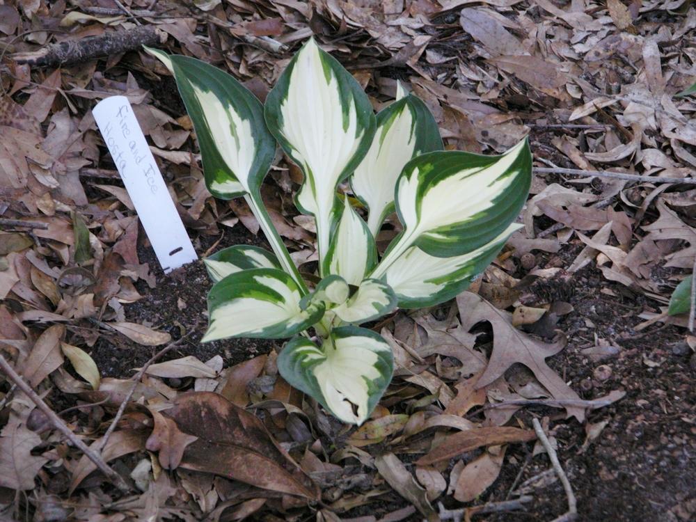Photo of Hosta 'Fire and Ice' uploaded by Seedfork